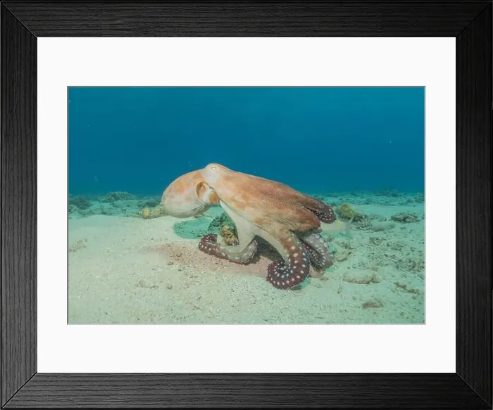 Framed Print : Octopus king of camouflage in the Red Sea, Eilat Israel Framed Print : Octopus king of camouflage in the Red Sea, Eilat Israel