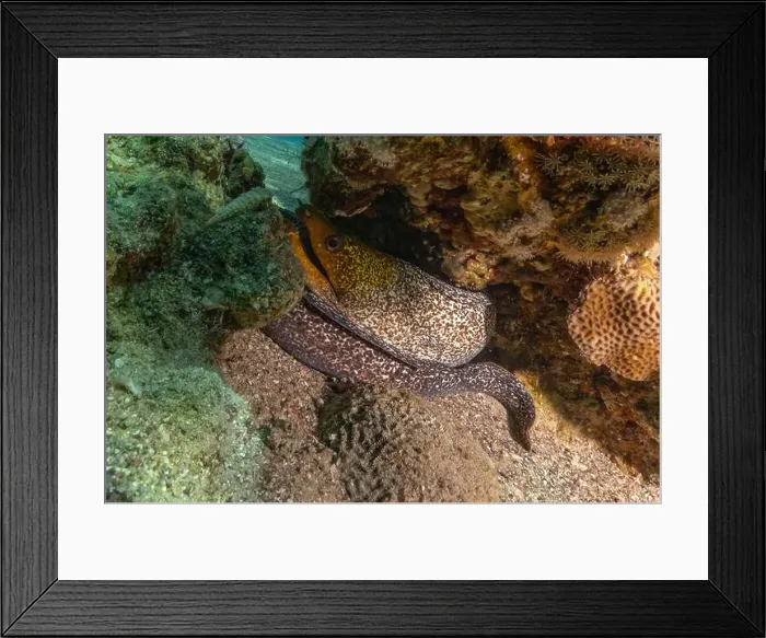 Framed Print : Moray eel Mooray lycodontis undulatus in the Red Sea, Eilat Israel Framed Print : Moray eel Mooray lycodontis undulatus in the Red Sea, Eilat Israel