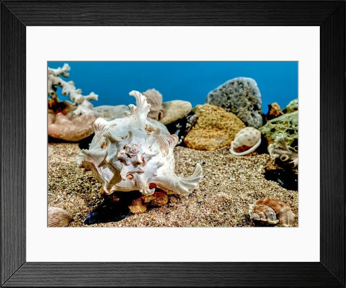 Framed Print : White Chicoreus Ramosus Murex seashell on a sand underwater Framed Print : White Chicoreus Ramosus Murex seashell on a sand underwater