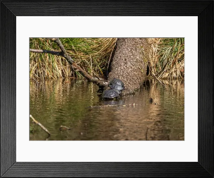 Framed Print : On a sunny day in a forest pond, turtles bask on a log Framed Print : On a sunny day in a forest pond, turtles bask on a log