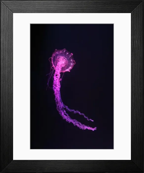 Framed Print : Purple striped Jellyfish, Chrysaora colorata swimming in dark water of aquarium tank illuminated with pink neon light Framed Print : Purple striped Jellyfish, Chrysaora colorata swimming in dark water of aquarium tank illuminated with pink neon light