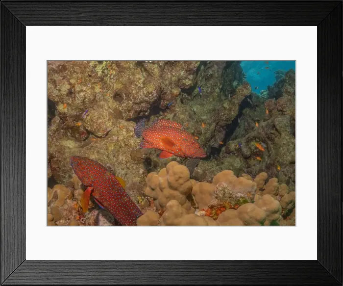 Framed Print : Fish swimming in the Red Sea, colorful fish, Eilat Israel Framed Print : Fish swimming in the Red Sea, colorful fish, Eilat Israel