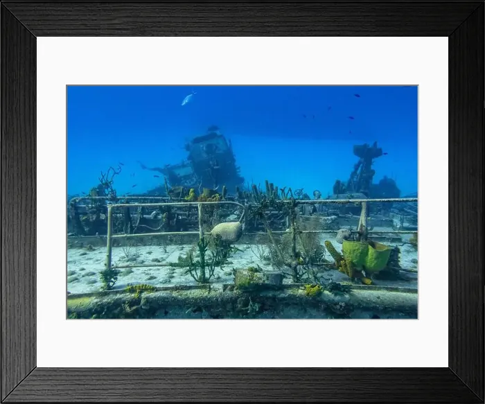 Framed Print : Sponges and coral attached to the railing of the formerly Russian Destroyer M / V Captain Keith Tibbets in the waters off