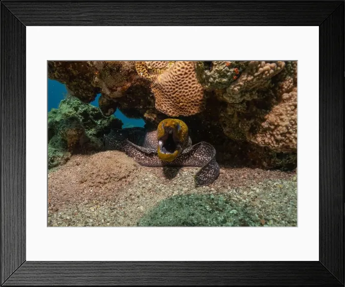 Framed Print : Moray eel Mooray lycodontis undulatus in the Red Sea, Eilat Israel Framed Print : Moray eel Mooray lycodontis undulatus in the Red Sea, Eilat Israel