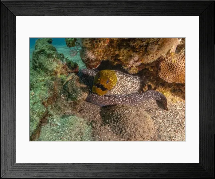 Framed Print : Moray eel Mooray lycodontis undulatus in the Red Sea, Eilat Israel Framed Print : Moray eel Mooray lycodontis undulatus in the Red Sea, Eilat Israel