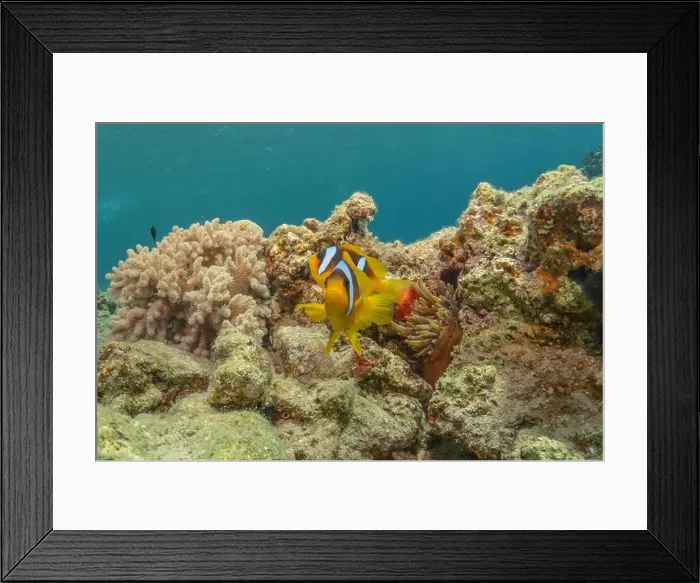 Framed Print : Clown-fish in the Red Sea Colorful and beautiful, Eilat Israel Framed Print : Clown-fish in the Red Sea Colorful and beautiful, Eilat Israel