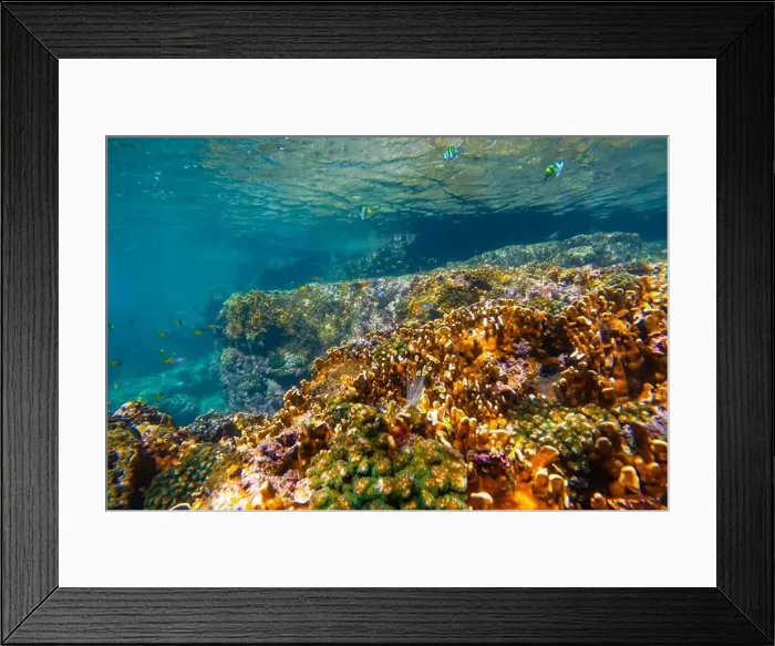 Framed Print : Underwater coral reef. View swim float coral reef starfish, habitat of biocenosis of exotic marine tropical animals Framed Print : Underwater coral reef. View swim float coral reef starfish, habitat of biocenosis of exotic marine tropical animals