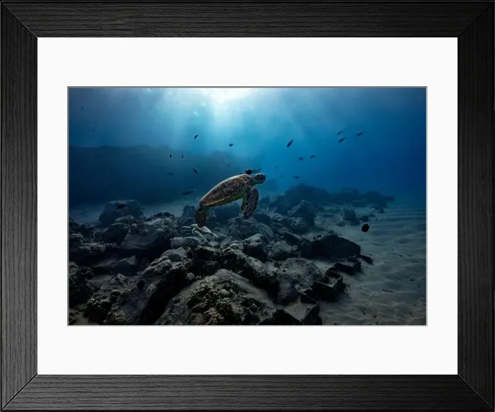Framed Print : A green sea turtle hovers over a rocky reef at a cleaning station; a symbiotic relationship as fish remove algae Framed Print : A green sea turtle hovers over a rocky reef at a cleaning station; a symbiotic relationship as fish remove algae