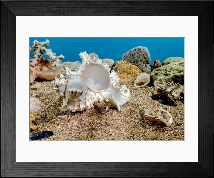 Framed Print : White Chicoreus Ramosus Murex seashell on a sand underwater Framed Print : White Chicoreus Ramosus Murex seashell on a sand underwater