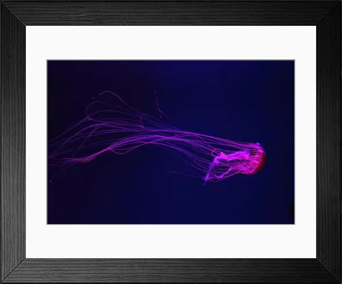 Framed Print : Fluorescent jellyfish swimming underwater aquarium pool with red neon light Framed Print : Fluorescent jellyfish swimming underwater aquarium pool with red neon light