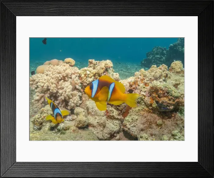 Framed Print : Clown-fish in the Red Sea Colorful and beautiful, Eilat Israel Framed Print : Clown-fish in the Red Sea Colorful and beautiful, Eilat Israel