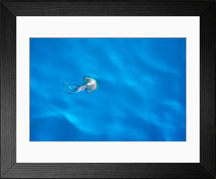 Framed Print : A Mauve Stinger Pelagia noctiluca jellyfish on sea surface moving effect Framed Print : A Mauve Stinger Pelagia noctiluca jellyfish on sea surface moving effect
