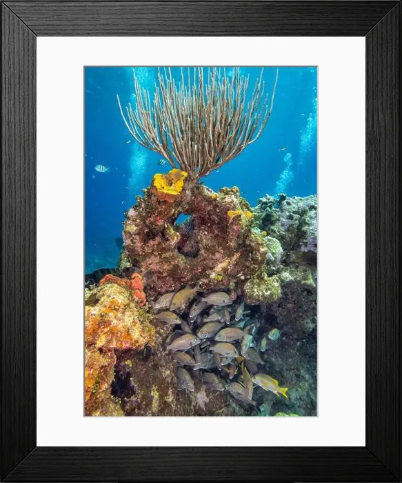Framed Print : Bubbles from other divers flank a healthy gorgonian coral and a school of snapper on Snapper Reef off Cayman Brac Framed Print : Bubbles from other divers flank a healthy gorgonian coral and a school of snapper on Snapper Reef off Cayman Brac
