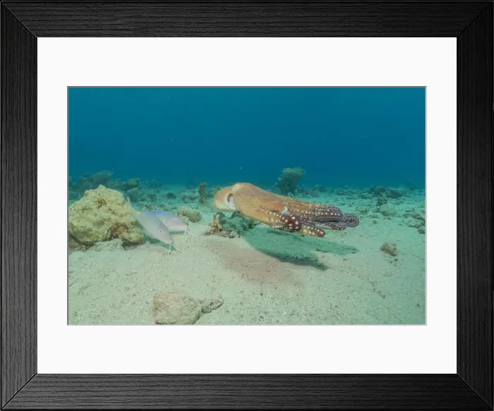 Framed Print : Octopus king of camouflage in the Red Sea, Eilat Israel Framed Print : Octopus king of camouflage in the Red Sea, Eilat Israel