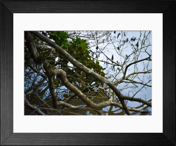 Framed Print : Tree branches gently dipping into the calm lake water Framed Print : Tree branches gently dipping into the calm lake water