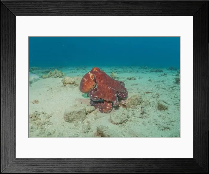 Framed Print : Octopus king of camouflage in the Red Sea, Eilat Israel Framed Print : Octopus king of camouflage in the Red Sea, Eilat Israel