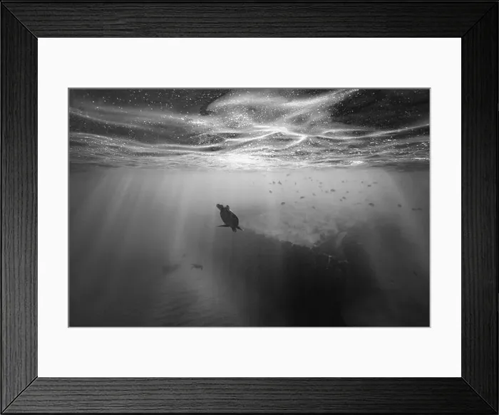 Framed Print : A green sea turtle dives down below the ocean surface into the clear Framed Print : A green sea turtle dives down below the ocean surface into the clear