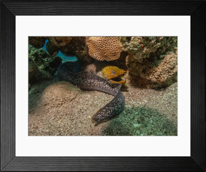 Framed Print : Moray eel Mooray lycodontis undulatus in the Red Sea, Eilat Israel Framed Print : Moray eel Mooray lycodontis undulatus in the Red Sea, Eilat Israel