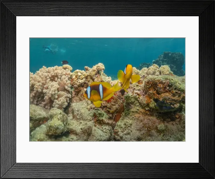 Framed Print : Clown-fish in the Red Sea Colorful and beautiful, Eilat Israel