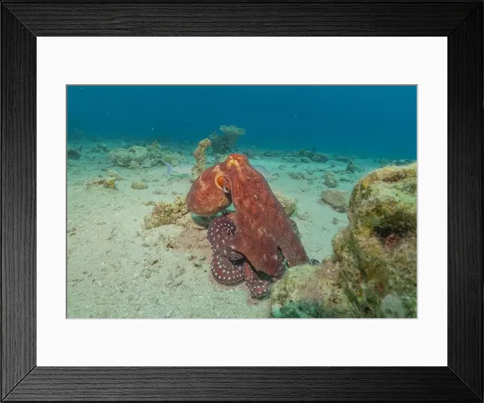 Framed Print : Octopus king of camouflage in the Red Sea, Eilat Israel Framed Print : Octopus king of camouflage in the Red Sea, Eilat Israel