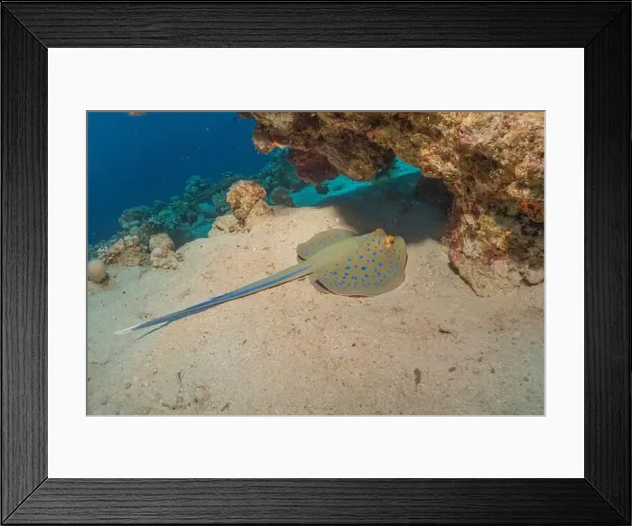 Framed Print : Blue-spotted stingray On the seabed in the Red Sea Eilat, Israel Framed Print : Blue-spotted stingray On the seabed in the Red Sea Eilat, Israel