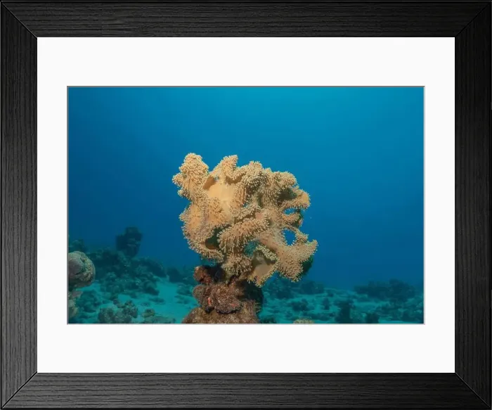 Framed Print : Coral reef and water plants in the Red Sea, Eilat Israel