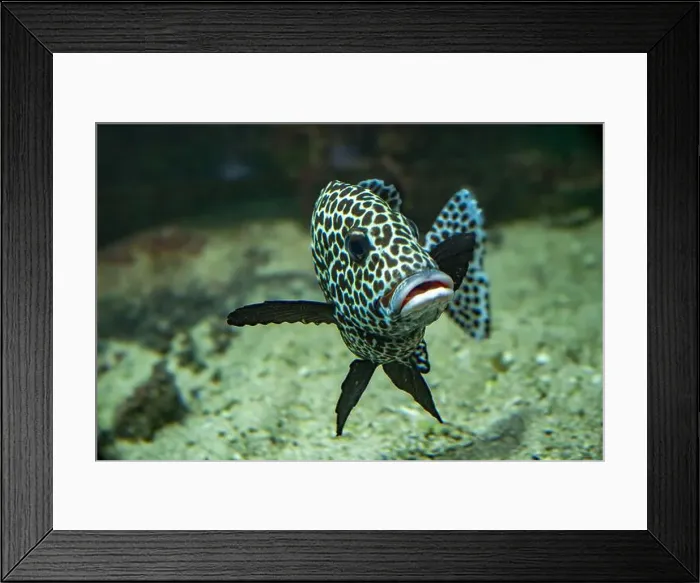 Framed Print : Harlequin sweetlips (Plectorhinchus chaetodonoides) is a marine fish native to tropical Indo-Pacific Ocean Framed Print : Harlequin sweetlips (Plectorhinchus chaetodonoides) is a marine fish native to tropical Indo-Pacific Ocean
