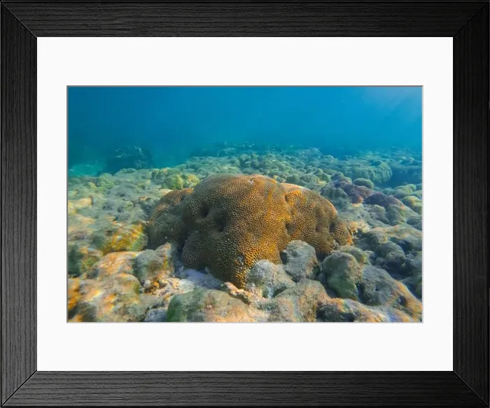 Framed Print : Vibrant underwater landscape showcasing a prominent brain coral with a fish hiding underneath amidst other marine life Framed Print : Vibrant underwater landscape showcasing a prominent brain coral with a fish hiding underneath amidst other marine life