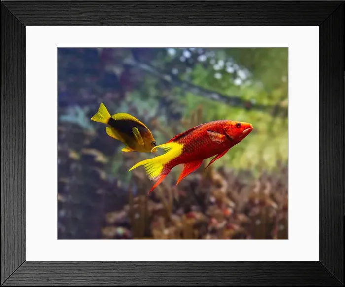Framed Print : The spotfin hogfish or Cuban hogfish (Bodianus pulchellus) is a species of wrasse native to the Atlantic Ocean Framed Print : The spotfin hogfish or Cuban hogfish (Bodianus pulchellus) is a species of wrasse native to the Atlantic Ocean