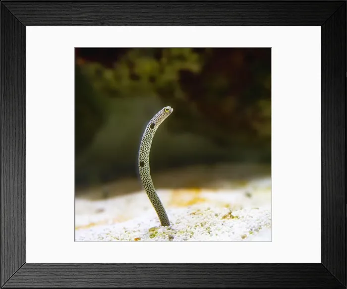 Framed Print : Portrait of a Spotted Garden Eel, Heteroconger hassi Framed Print : Portrait of a Spotted Garden Eel, Heteroconger hassi