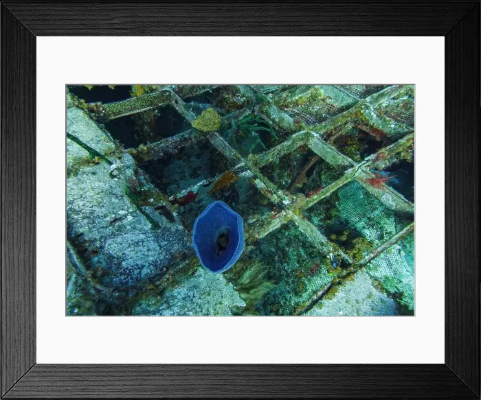 Framed Print : Sponges and coral attached to the metal grating of the formerly Russian Destroyer M / V Captain Keith Tibbets Framed Print : Sponges and coral attached to the metal grating of the formerly Russian Destroyer M / V Captain Keith Tibbets