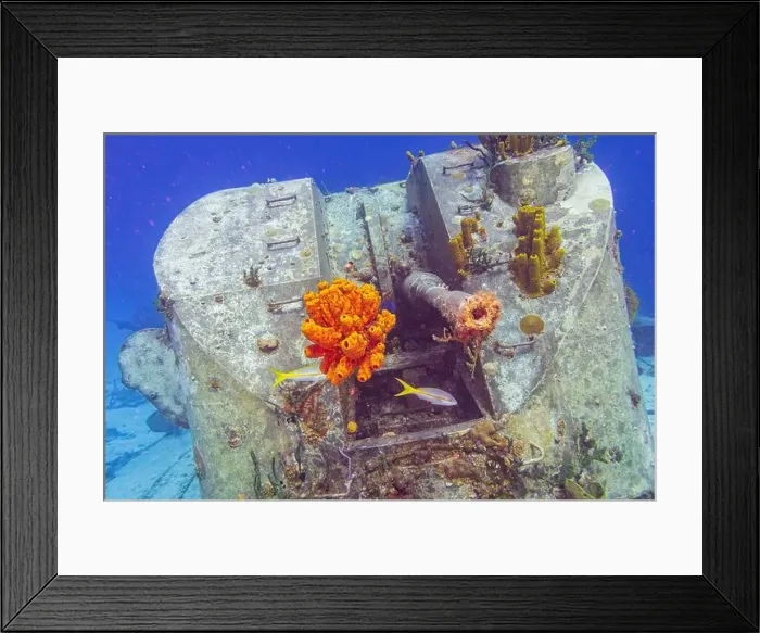 Framed Print : Tube sponges stuck in the end of the barrel of a gun turret on the formerly Russian Destroyer M / V Captain Keith Tibbets Framed Print : Tube sponges stuck in the end of the barrel of a gun turret on the formerly Russian Destroyer M / V Captain Keith Tibbets