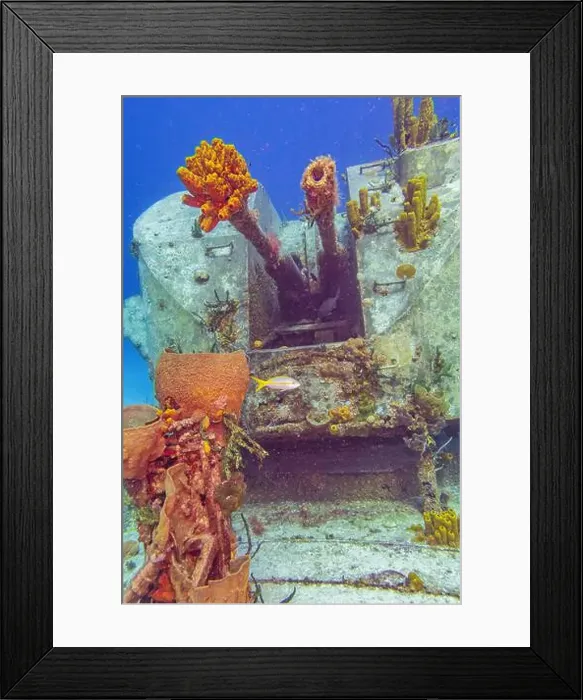 Framed Print : Tube sponges stuck in the end of the barrel of a gun turret on the formerly Russian Destroyer M / V Captain Keith Tibbets Framed Print : Tube sponges stuck in the end of the barrel of a gun turret on the formerly Russian Destroyer M / V Captain Keith Tibbets