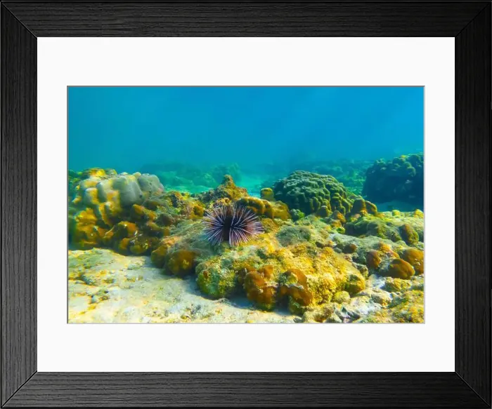 Framed Print : Several sea urchins with white