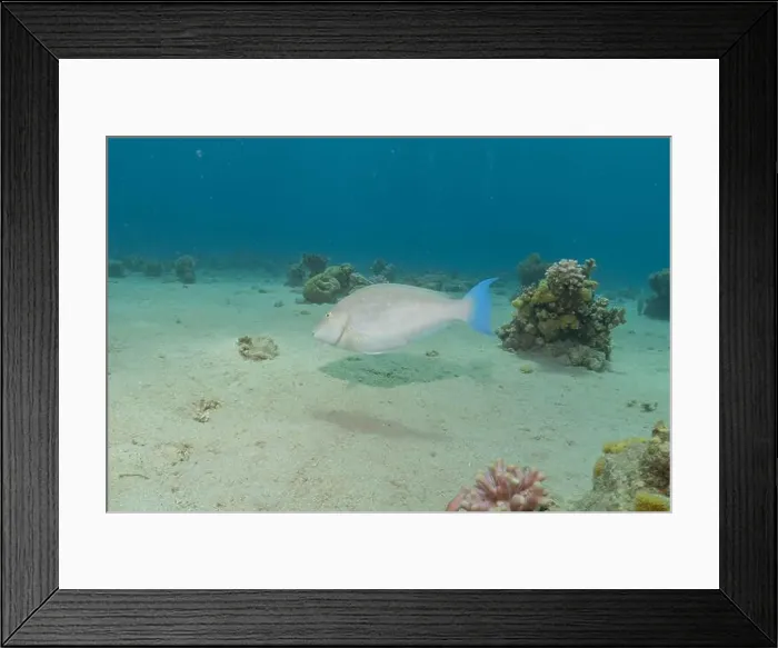 Framed Print : Fish swimming in the Red Sea, colorful fish, Eilat Israel Framed Print : Fish swimming in the Red Sea, colorful fish, Eilat Israel