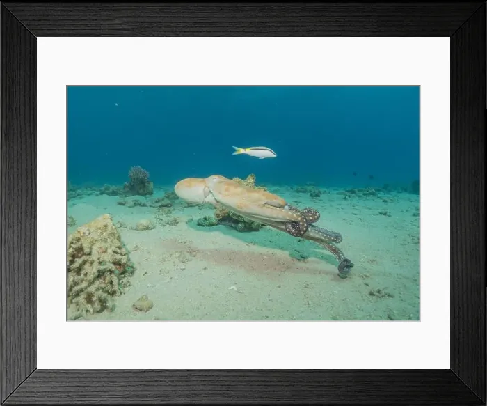Framed Print : Octopus king of camouflage in the Red Sea, Eilat Israel