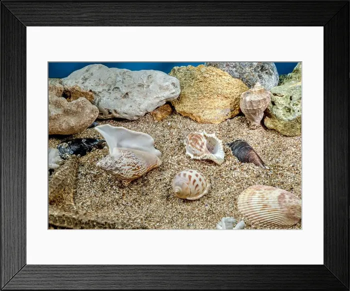 Framed Print : Several different seashells on a sand underwater Framed Print : Several different seashells on a sand underwater