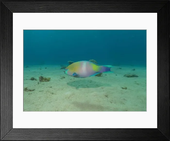 Framed Print : Fish swimming in the Red Sea, colorful fish, Eilat Israel Framed Print : Fish swimming in the Red Sea, colorful fish, Eilat Israel