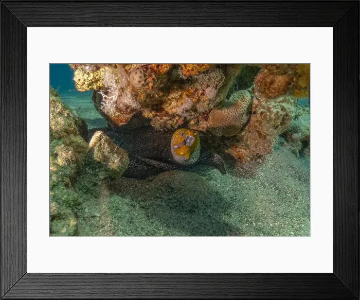 Framed Print : Moray eel Mooray lycodontis undulatus in the Red Sea, Eilat Israel Framed Print : Moray eel Mooray lycodontis undulatus in the Red Sea, Eilat Israel