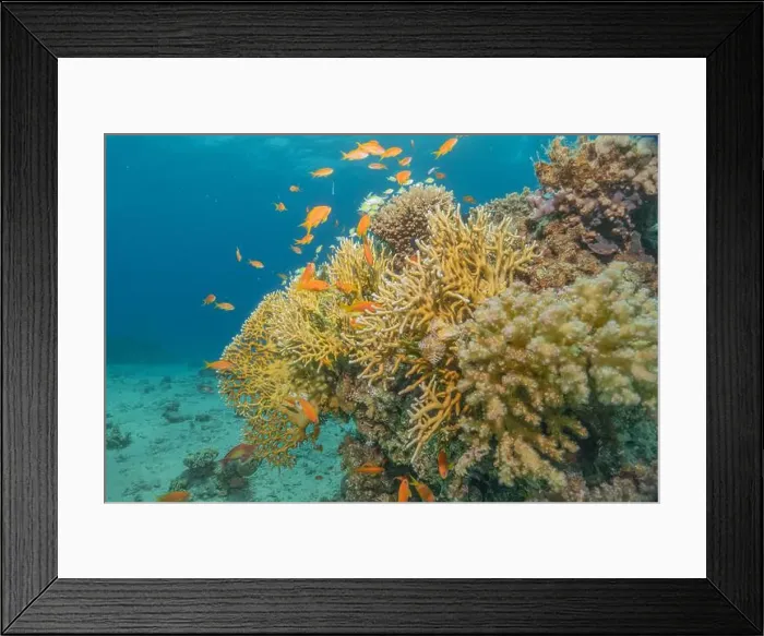 Framed Print : Coral reef and water plants in the Red Sea, Eilat Israel Framed Print : Coral reef and water plants in the Red Sea, Eilat Israel