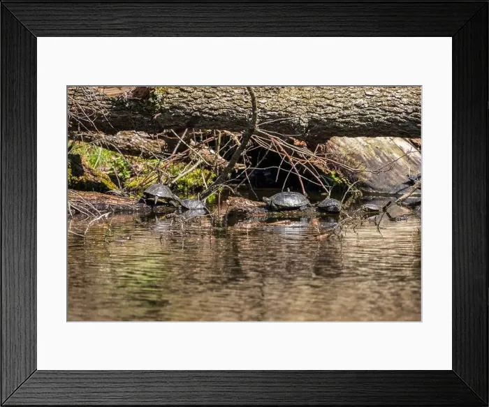 Framed Print : On a sunny day in a forest pond, turtles bask on a log Framed Print : On a sunny day in a forest pond, turtles bask on a log