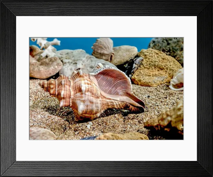 Framed Print : Pleuroploca trapezium or Trapezium fascilarium seashell on a sand underwater Framed Print : Pleuroploca trapezium or Trapezium fascilarium seashell on a sand underwater