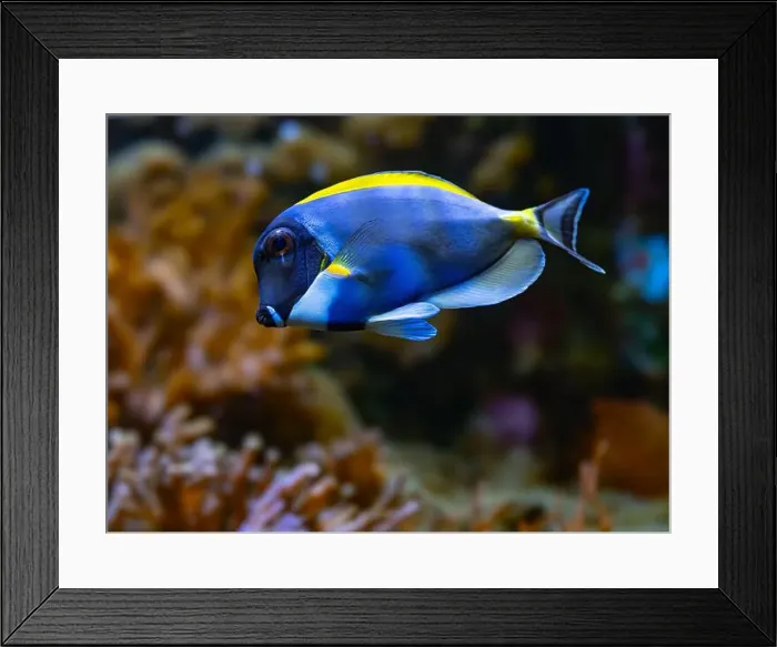 Framed Print : Powderblue surgeonfish, Acanthurus leucosternon / Weißkehl-Doktorfisch Framed Print : Powderblue surgeonfish, Acanthurus leucosternon / Weißkehl-Doktorfisch