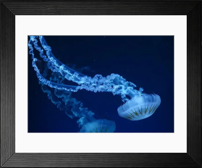Framed Print : Group of Jellifish South american sea nettle Framed Print : Group of Jellifish South american sea nettle