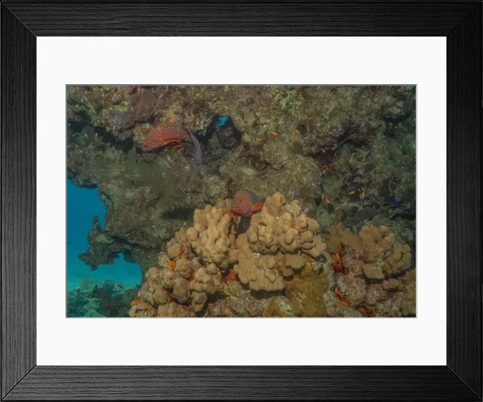 Framed Print : Coral reef and water plants in the Red Sea, Eilat Israel Framed Print : Coral reef and water plants in the Red Sea, Eilat Israel