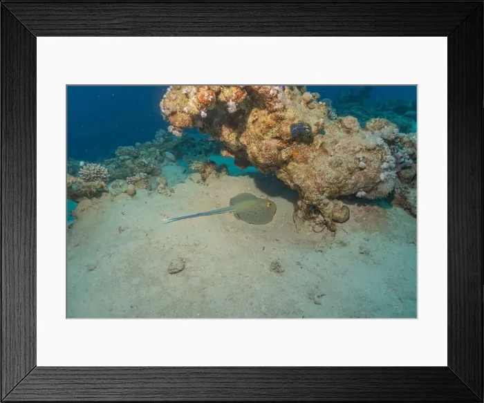 Framed Print : Blue-spotted stingray On the seabed in the Red Sea Eilat, Israel Framed Print : Blue-spotted stingray On the seabed in the Red Sea Eilat, Israel