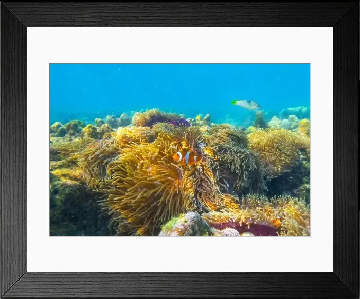 Framed Print : Clown fish Amphiprion ocellaris swim fish in polyps poisonous dangerous anemones in symbiotic neighborhood Framed Print : Clown fish Amphiprion ocellaris swim fish in polyps poisonous dangerous anemones in symbiotic neighborhood