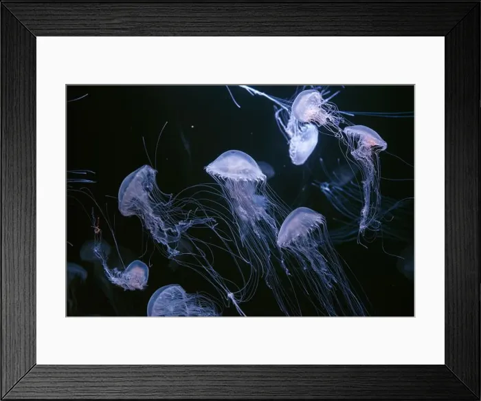 Framed Print : Atlantic sea nettle, Chrysaora quinquecirrha Framed Print : Atlantic sea nettle, Chrysaora quinquecirrha