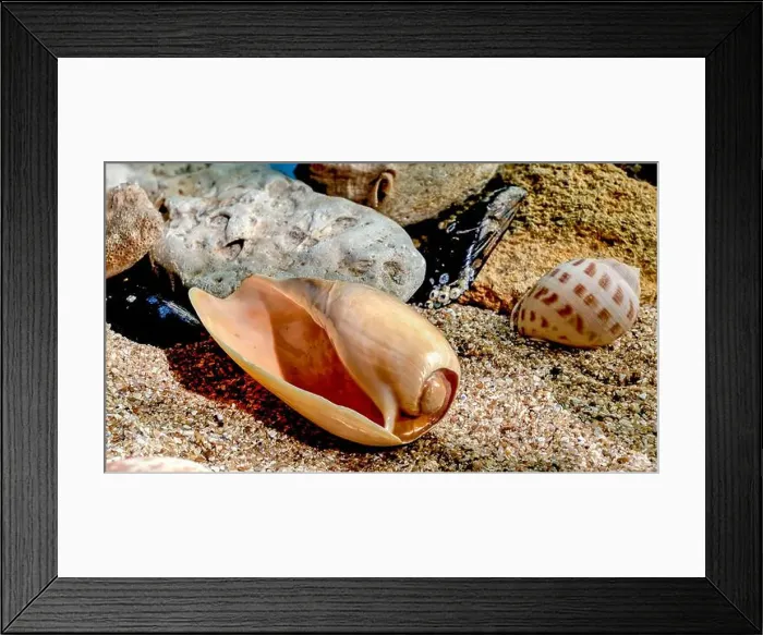 Framed Print : Orange Ornate olive snail or cryptospira seashell on a sand underwater Framed Print : Orange Ornate olive snail or cryptospira seashell on a sand underwater