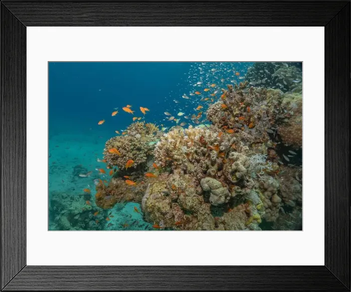 Framed Print : Coral reef and water plants in the Red Sea, Eilat Israel Framed Print : Coral reef and water plants in the Red Sea, Eilat Israel